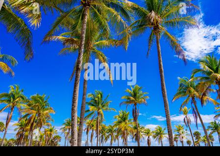 Wunderschöne Miami Beach Palmen am tiefblauen Himmel 2025 Stockfoto Stockfoto