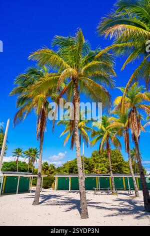 Wunderschöne Miami Beach Palmen am tiefblauen Himmel 2025 Stockfoto Stockfoto