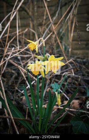 Tete a tete Narzissen in einem Wintergarten Stockfoto