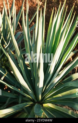 Yucca Blätter beleuchtet von der Wintersonne Stockfoto