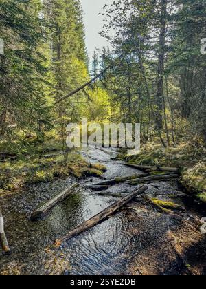 Ein klarer Waldbach fließt durch ein bewaldetes Gebiet mit abgefallenen Stämmen. Das Sonnenlicht filtert durch dichte immergrüne Bäume und hebt das moosbedeckte Erdreich hervor Stockfoto