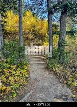 Ein Waldwanderweg führt über Holzstufen, die einen unbefestigten Weg hinauf führen, umgeben von Bäumen und Herbstlaub. Sonnenlicht hebt die goldenen Blätter A hervor Stockfoto