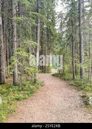 Ein schmaler, unbefestigter Pfad schlängelt sich durch einen dichten Kiefernwald mit hohen Bäumen und grünem Laub. Eine friedliche Umgebung, ideal zum Wandern, Spazieren in der Natur und im Freien Stockfoto