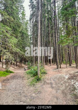 Ein Gabelweg in einem Kiefernwald, umgeben von hohen Bäumen. Die natürliche Landschaft bietet eine friedliche Umgebung zum Wandern, Trekking und Outdoor-Aktivitäten Stockfoto