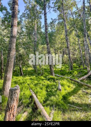 Ein dichter Wald mit hohen Bäumen, umgefallenen Baumstämmen und dickem grünem Gras, das den Waldboden bedeckt. Sonnenlicht filtert durch das Baldachin und schafft ein ruhiges W Stockfoto