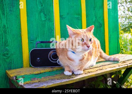 Rote Katze sitzt auf einer Bank im Garten und hört Radio. Ingwerkatze, die schockierende Nachrichten oder Musik hört. Stockfoto