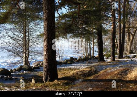 Aufgetautes Gebiet und Rodung im Wald auf schneebedeckten und vereisten Landschaften, sonniger Tag. Tannenbaum aus der Nähe. Natur im Winter, Landschaft am gefrorenen Meer Stockfoto