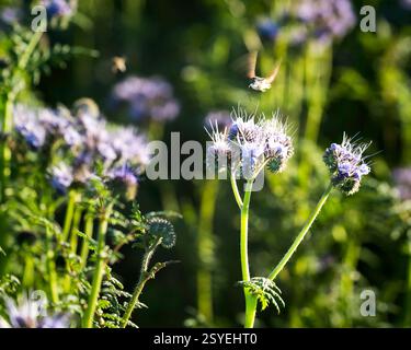 Bee on a Purple Flower – der Bestäuber der Natur im Fokus Stockfoto