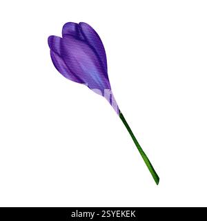 Wunderbarer lila Osterkrokus. Digitale Aquarellillustration, isoliertes Objekt aus einem großen Satz Stockfoto