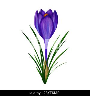 Wunderbarer lila Osterkrokus. Digitale Aquarellillustration, isoliertes Objekt aus einem großen Satz Stockfoto