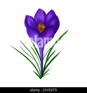 Wunderbarer lila Osterkrokus. Digitale Aquarellillustration, isoliertes Objekt aus einem großen Satz Stockfoto