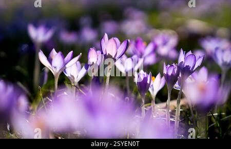 Berlin, Deutschland. Februar 2025. Krokusse (Crocus) in Blüte an einem sonnigen Februartag. Quelle: Hauke Schröder/dpa/Alamy Live News Stockfoto