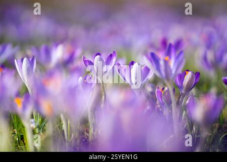 Berlin, Deutschland. Februar 2025. Krokusse (Crocus) in Blüte an einem sonnigen Februartag. Quelle: Hauke Schröder/dpa/Alamy Live News Stockfoto