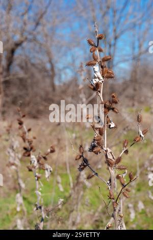 Cocklebur-Samenkapseln auf getrockneten Pflanzen im Spätwinter in der Nähe von Benbrook Lake, Texas, USA Stockfoto