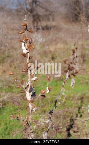 Cocklebur-Samenkapseln auf getrockneten Pflanzen im Spätwinter in der Nähe von Benbrook Lake, Texas, USA Stockfoto