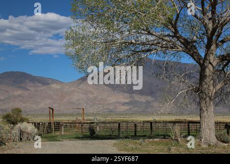 Eine große Rinderhöhle auf einer Ranch mit einem großen schattigen Baum im Owens Valley im Frühjahr. Stockfoto