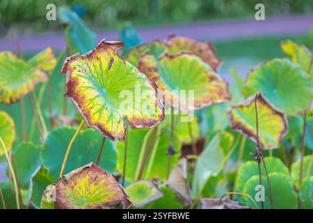 Der historische botanische Garten La Concepcion in Malaga in Andalusien, Spanien, Europa. Nahaufnahme alternder Lotusblätter mit einem Spektrum von GREE Stockfoto