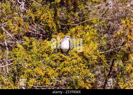 Der nördliche Spottvogel (Mimus polyglottos), ein Vogel, der in Nordamerika häufig vorkommt Stockfoto