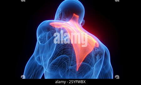 Trapez, Illustration. Stockfoto