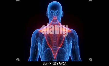 Trapez, Illustration. Stockfoto