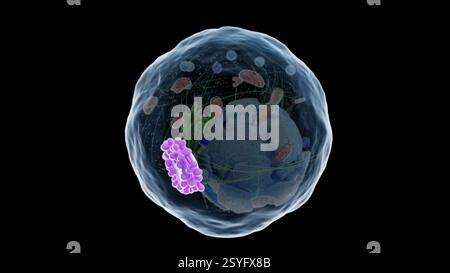 Golgi-Apparat, Illustration. Stockfoto