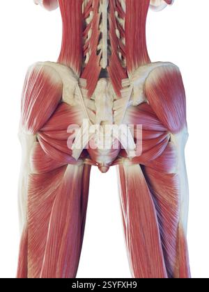 Die tiefen Muskeln des Unterkörpers, Illustration. Stockfoto