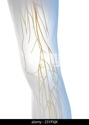 Männliche Knienerven, Illustration. Stockfoto