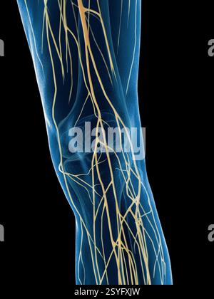 Männliche Knienerven, Illustration. Stockfoto