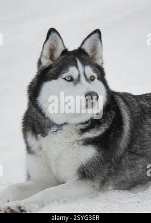 Eyes of Winter: Sibirischer Huskys fesselnder Blick Stockfoto