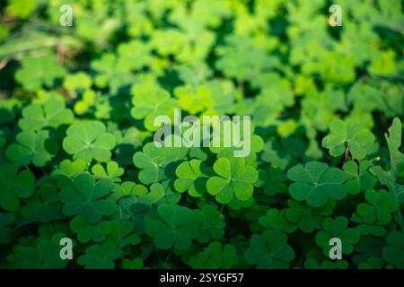 Die Blätter von vierblättrigen Kleeblättern sollen für Glauben, Hoffnung, Liebe und Glück stehen. Gelber Sauerampfer, manchmal Sauergras genannt Stockfoto
