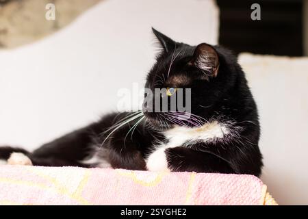 Eine schwarz-weiße Katze liegt bequem auf einer weichen rosafarbenen Decke, genießt ihren gemütlichen Ort und entspannt sich in der warmen Umgebung Stockfoto