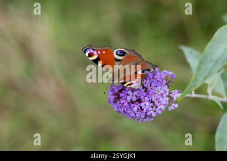 Peacock Butterfly; Aglais io; on Buddleia Flower; UK Stockfoto