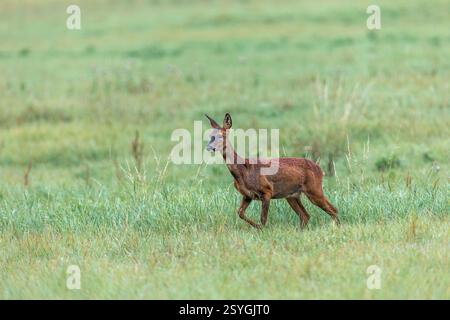 Reh; Capreolus capreolus; UK Stockfoto