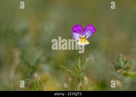 Sandstiefmütterchen; Viola Tricolor Subsp. Curtisii; Harlech; Vereinigtes Königreich Stockfoto