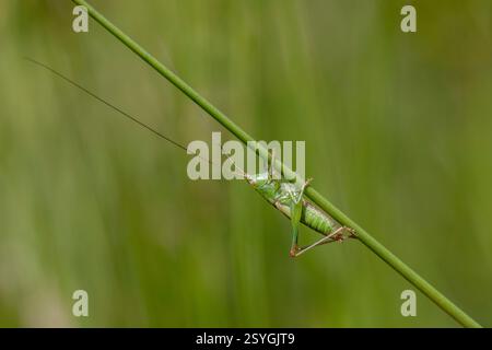 Kurzflügeliger Conehead; Conocephalus dorsalis; männlich; UK Stockfoto