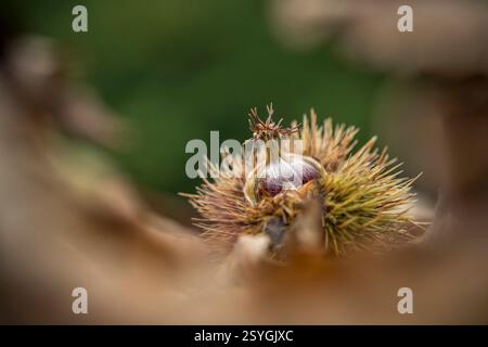 Süßkarastanie; Castanea sativa; Nuss; UK Stockfoto
