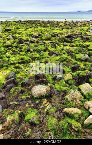 Felsbrocken, Algen, Algen, Blick über St. Ives Bay in Richtung Godrevy, Küste, West Cornwall, England, Großbritannien Stockfoto