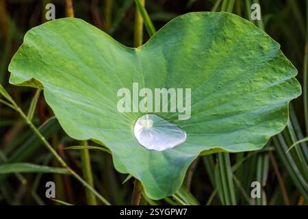 Lotusblatt (Nelumbo nucifera) nach neuem Regen. Flimmerndes Wasser in der Mitte. In Bangkok, Thailand. Stockfoto