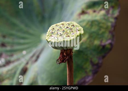Lotusblüte (Nelumbo nucifera) mit entnommenen Blütenblättern. Karpellgefäße sichtbar. In Bangkok, Thailand. Grünes Lotusblatt im Hintergrund. Stockfoto