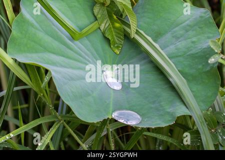 Lotusblatt (Nelumbo nucifera) nach neuem Regen. Flimmerndes Wasser in der Mitte. In Bangkok, Thailand. Stockfoto
