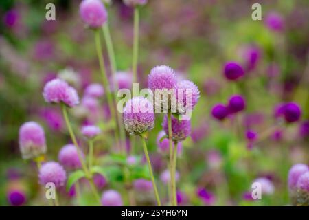 Close-up Gomphrena globosa Blüten auf dem Feld im morgendlichen selektiven Fokus Stockfoto
