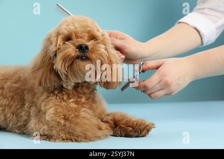 Der Groomer schneidet süßes Hundehaar auf hellblauem Hintergrund, Nahaufnahme Stockfoto