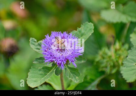 Eine asiatische Honigbiene sammelt Nektar auf einer lila Blume. Stockfoto