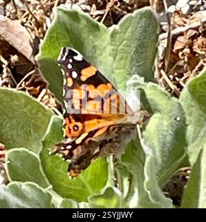 West Coast Lady (Vanessa annabella), Insecta, Country Park Rd, Salinas, CA, US, West Coast Lady (Vanessa annabella) mittelgroßer, einheimischer Schmetterling aus der Familie der Brush-Footed Butterflies (Nymphalidae). Flügelbreite: 1 1/2 - 2 1/4 Zoll (3/8 - 5,7 cm). Kennzeichnung: Die Oberseite ist orange-braun mit einem orangefarbenen Balken an der Vorderkante der Vorderflügel; die Hinterseite mit 3 oder 4 blauen Untermarginalflecken. Unterseite mit komplexem Muster; Augengläser werden durch andere Markierungen verdeckt. Lebensgeschichte: Männchen sitzen auf der Suche nach rezeptiven Weibchen. Weibchen legen Eier einzeln auf die Oberseite der Blätter der Wirtspflanze; Raupen fressen l Stockfoto
