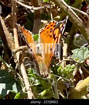 West Coast Lady (Vanessa annabella), Insecta, Country Park Rd, Salinas, CA, US, West Coast Lady (Vanessa annabella) mittelgroßer, einheimischer Schmetterling aus der Familie der Brush-Footed Butterflies (Nymphalidae). Flügelbreite: 1 1/2 - 2 1/4 Zoll (3/8 - 5,7 cm). Kennzeichnung: Die Oberseite ist orange-braun mit einem orangefarbenen Balken an der Vorderkante der Vorderflügel; die Hinterseite mit 3 oder 4 blauen Untermarginalflecken. Unterseite mit komplexem Muster; Augengläser werden durch andere Markierungen verdeckt. Lebensgeschichte: Männchen sitzen auf der Suche nach rezeptiven Weibchen. Weibchen legen Eier einzeln auf die Oberseite der Blätter der Wirtspflanze; Raupen fressen l Stockfoto