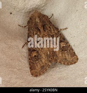 Flounced Rustic (Luperina testacea), Insecta, Bedwell Hey Lane, Witchford, Ely CB6 2HG, Großbritannien, gefangen in der Mottenfalle im Obstgarten, dann am nächsten Morgen entlassen Stockfoto