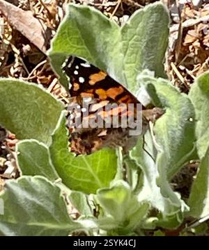 West Coast Lady (Vanessa annabella), Insecta, Country Park Rd, Salinas, CA, US, West Coast Lady (Vanessa annabella) mittelgroßer, einheimischer Schmetterling aus der Familie der Brush-Footed Butterflies (Nymphalidae). Flügelbreite: 1 1/2 - 2 1/4 Zoll (3/8 - 5,7 cm). Kennzeichnung: Die Oberseite ist orange-braun mit einem orangefarbenen Balken an der Vorderkante der Vorderflügel; die Hinterseite mit 3 oder 4 blauen Untermarginalflecken. Unterseite mit komplexem Muster; Augengläser werden durch andere Markierungen verdeckt. Lebensgeschichte: Männchen sitzen auf der Suche nach rezeptiven Weibchen. Weibchen legen Eier einzeln auf die Oberseite der Blätter der Wirtspflanze; Raupen fressen l Stockfoto