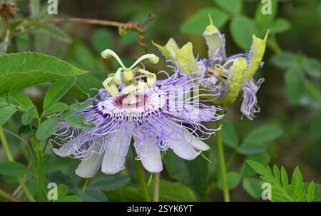 Lila Passionsblume (Passiflora incarnata), Plantae, Painted Bunting Spot, Front Street, East St Louis, IL, USA Stockfoto