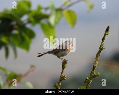 Europäische Robin (Erithacus rubecula), Aves, Aberdeenshire, Vereinigtes Königreich Stockfoto