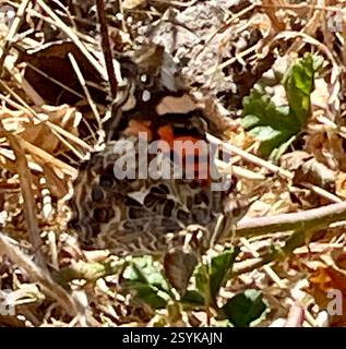 West Coast Lady (Vanessa annabella), Insecta, Country Park Rd, Salinas, CA, US, West Coast Lady (Vanessa annabella) mittelgroßer, einheimischer Schmetterling aus der Familie der Brush-Footed Butterflies (Nymphalidae). Flügelbreite: 1 1/2 - 2 1/4 Zoll (3/8 - 5,7 cm). Kennzeichnung: Die Oberseite ist orange-braun mit einem orangefarbenen Balken an der Vorderkante der Vorderflügel; die Hinterseite mit 3 oder 4 blauen Untermarginalflecken. Unterseite mit komplexem Muster; Augengläser werden durch andere Markierungen verdeckt. Lebensgeschichte: Männchen sitzen auf der Suche nach rezeptiven Weibchen. Weibchen legen Eier einzeln auf die Oberseite der Blätter der Wirtspflanze; Raupen fressen l Stockfoto